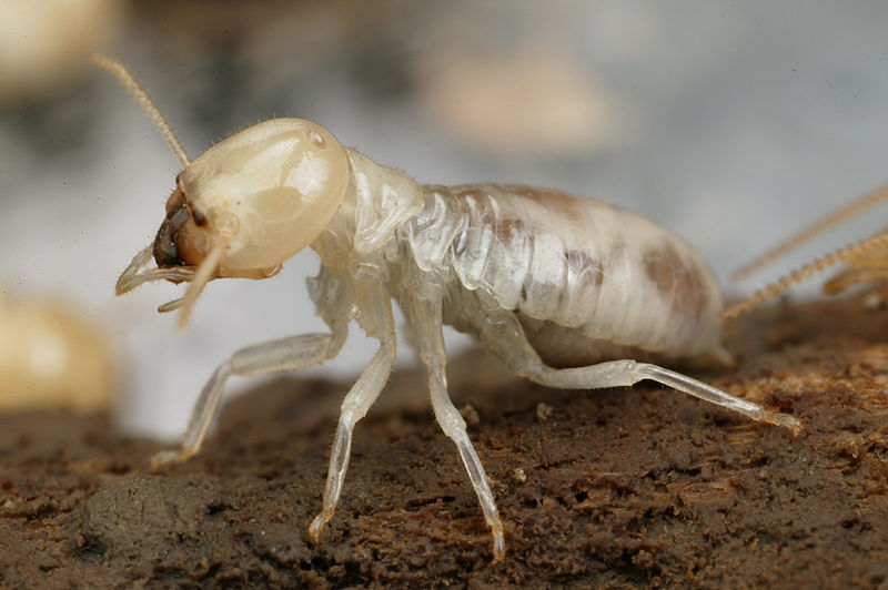 Termite